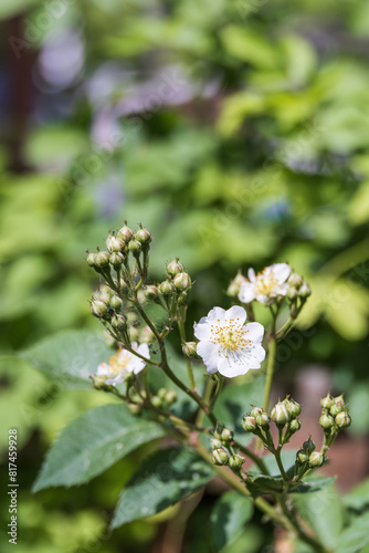 A small white flower found in the park. Baby brier, wild Rose, Rosa multiflora