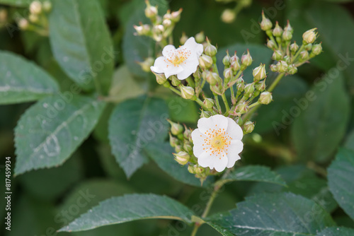 A small white flower found in the park. Baby brier, wild Rose, Rosa multiflora photo