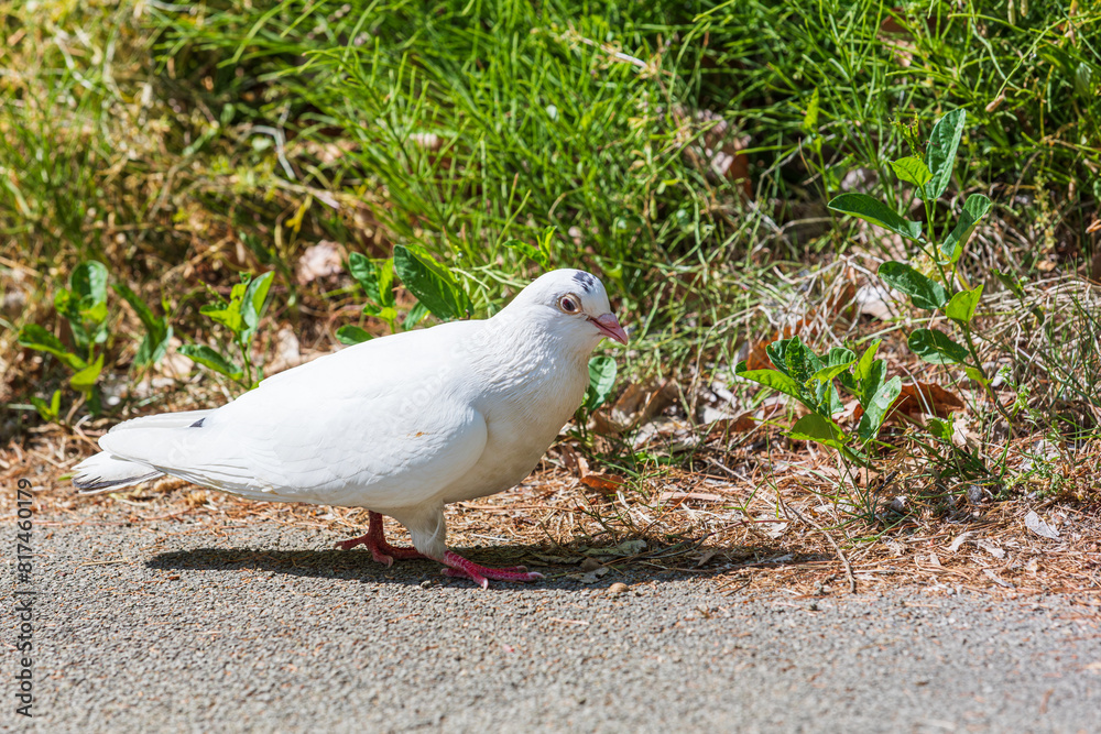Obraz premium A white dove found on the side of the road.
