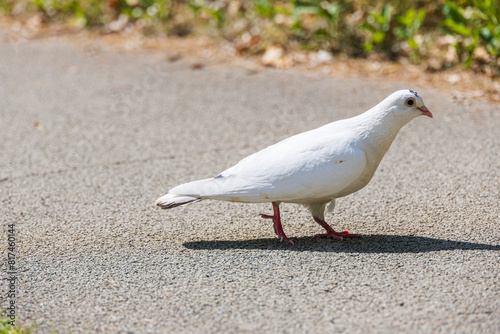 A white dove found on the side of the road.