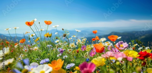 Colorful wildflowers in full bloom on the mountain  with a clear blue sky and distant mountains in the background.