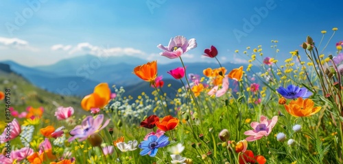 Colorful wildflowers in full bloom on the mountain, with a clear blue sky and distant mountains in the background.