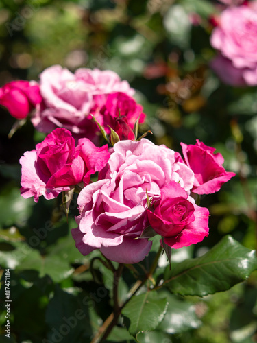 鮮やかなピンクと赤の薔薇