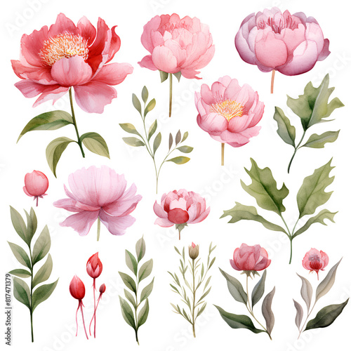 Watercolor stickers set clipart paeonia flower