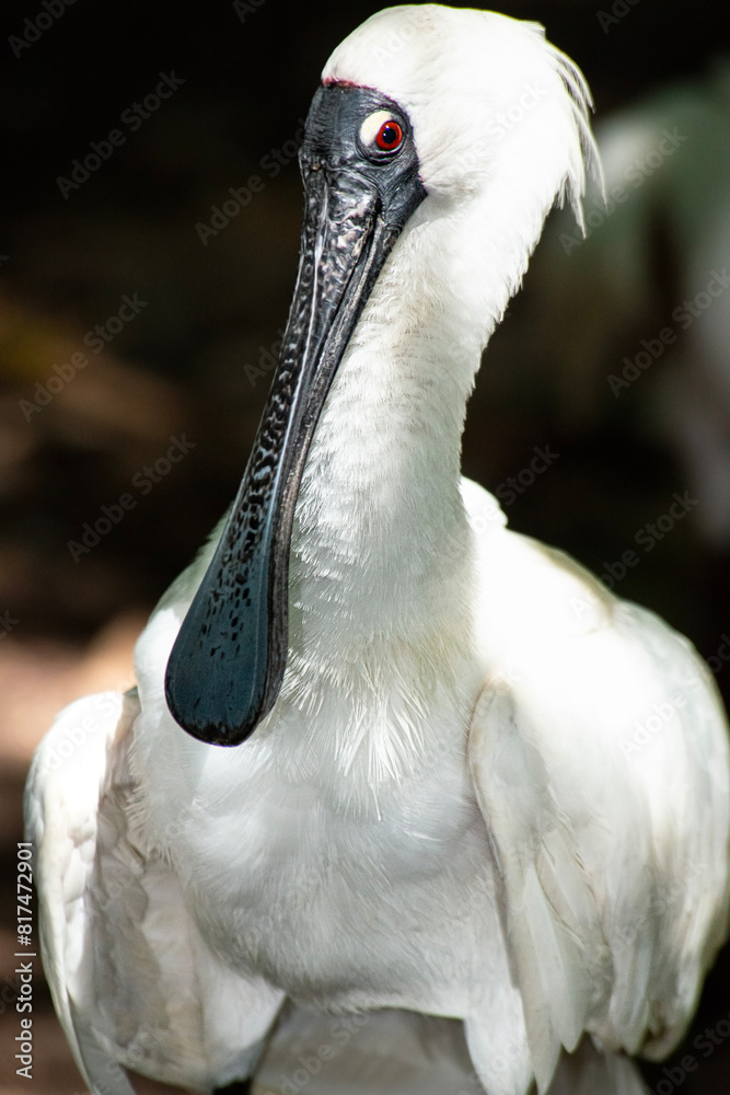 Obraz premium Royal spoonbill with its distinct red eyes, also known as the black-billed spoonbill, occurs in intertidal flats and shallows of fresh and saltwater wetlands in Australia.