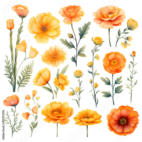 Watercolor stickers set clipart marigold flower