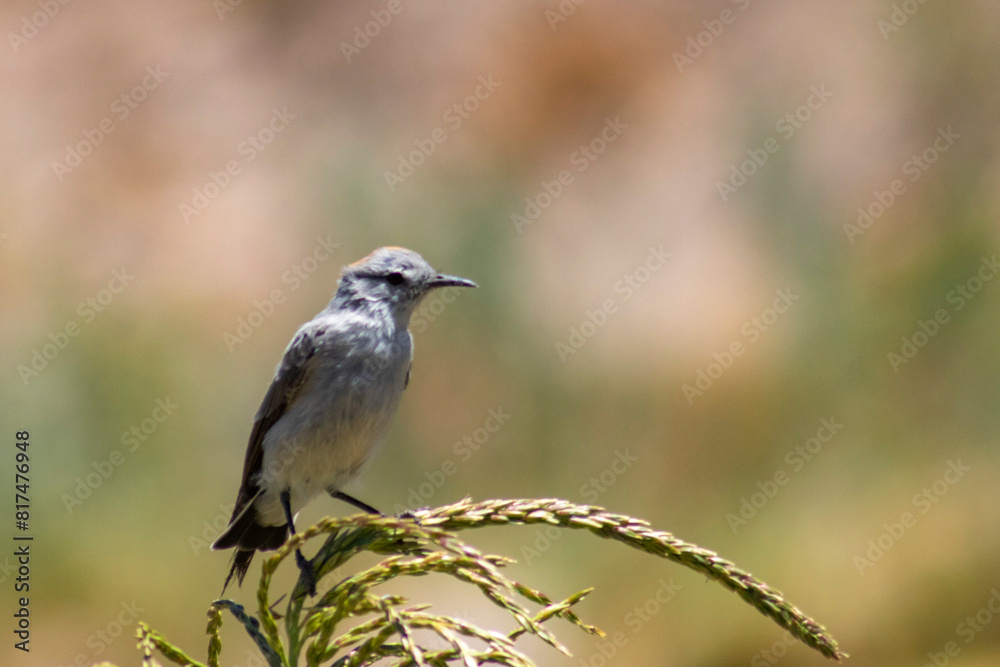 red-naped sleepy bird on a perch in close-up red-naped sleepy bird on a perch in close-up
