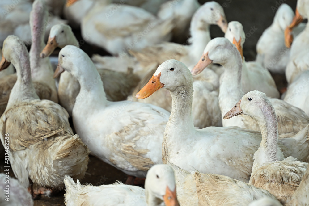 Flock of ducks on the rural farm. Poultry and subsistence farming concept. Flock of ducks on the rural farm. Poultry and subsistence farming concept.