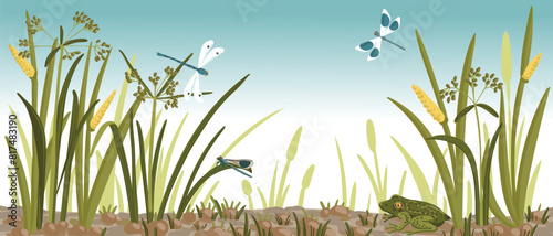 vector drawing frog, dragonflies and marsh plants , natural background,hand drawn illustration