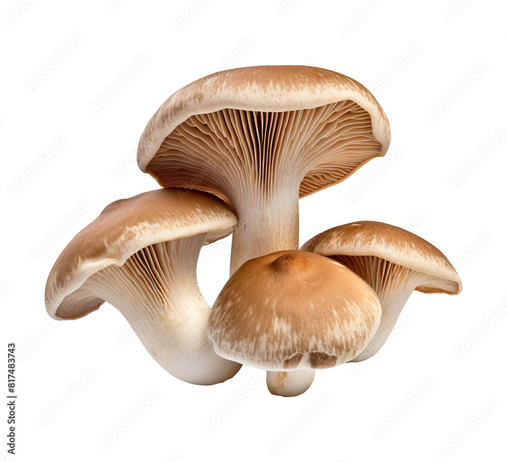 mushroom vegetable isolated mushroom vegetable isolated