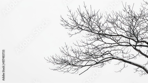 Tree branch dry abstract white sky background in winter change AI generated