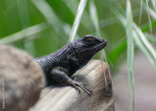 Western Fence Lizard of California sitting on a wooden board. Closeup of face.