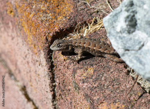 Western Fence Lizard of California sunning on a red brick wall