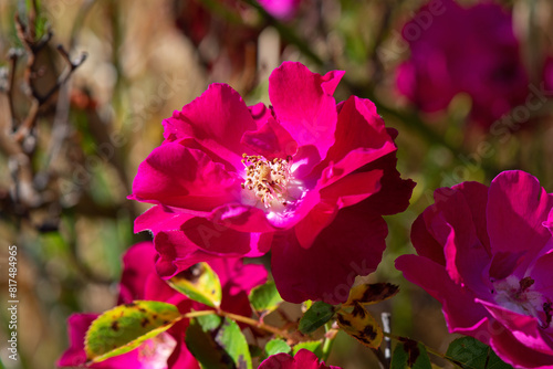 Closeup of a wild Rugosa Rose