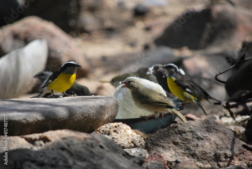 Aves en el Parque Nacional Mochima,Estado Sucre Venezuela.Gran cantidad de aves acuaticas. photo