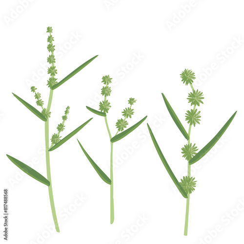 bur-reed, vector drawing wild plants at white background, set of floral elements, hand drawn botanical illustration