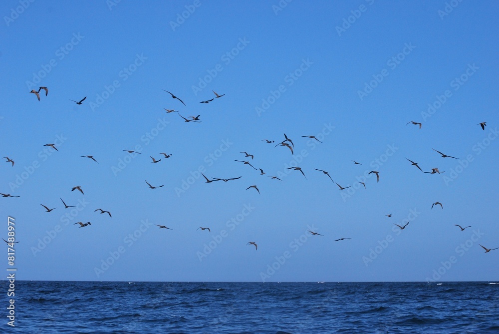 Aves en el Parque Nacional Mochima,Estado Sucre Venezuela.Gran cantidad de aves acuaticas. Aves en el Parque Nacional Mochima,Estado Sucre Venezuela.Gran cantidad de aves acuaticas.