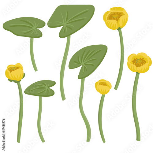 yellow water-lily, Nuphar lutea, vector drawing wild plants at white background, set of floral elements, hand drawn botanical illustration