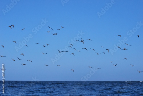 Aves en el Parque Nacional Mochima,Estado Sucre Venezuela.Gran cantidad de aves acuaticas. photo