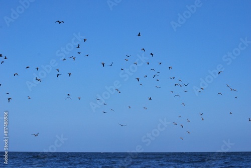 Aves en el Parque Nacional Mochima,Estado Sucre Venezuela.Gran cantidad de aves acuaticas.