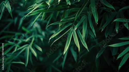 Tropical bamboo forest plant bush growing in wild  green bamboo leaves evergreen plant on dark background nature backdrop AI generated