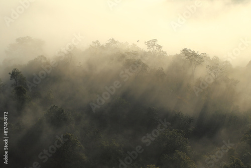 Fog covers the western forests of Thailand. © Sanpatch Chindathong