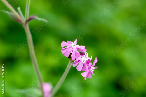 flower in the garden
