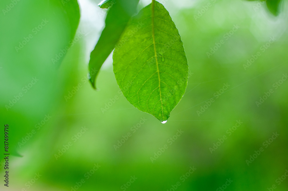 green leaves on a branch green leaves on a branch