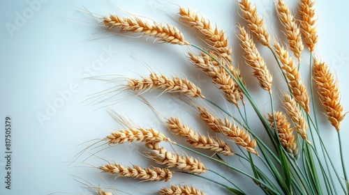 黄金色の麦