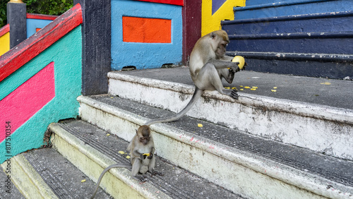 Two long-tailed macaques are sitting on the steps of the temple, near a multicolored fence. Mom and baby monkeys peel and eat fruits. Malaysia. Batu caves. Kuala Lumpur.