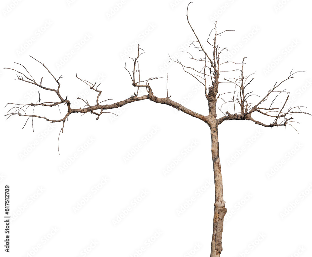 Obraz premium dead tree isolated