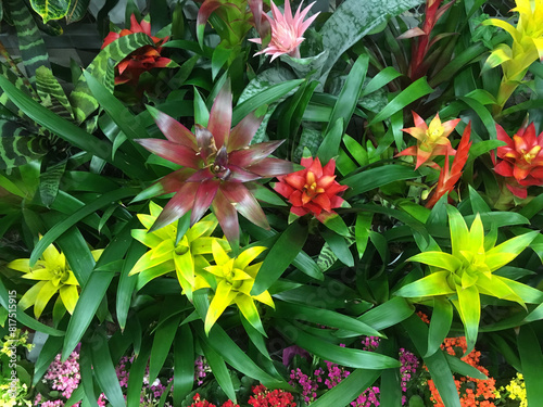 Fotografie Variety of attractive bromeliad plants