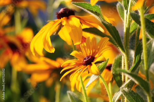 Rudbeckia in yellow and brown tones create the big bright stain in a garden.