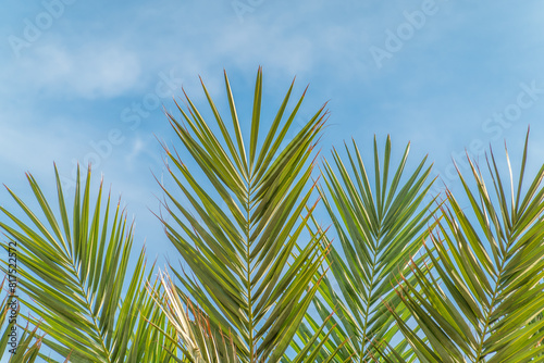 Palm tree with green leaves on blue background