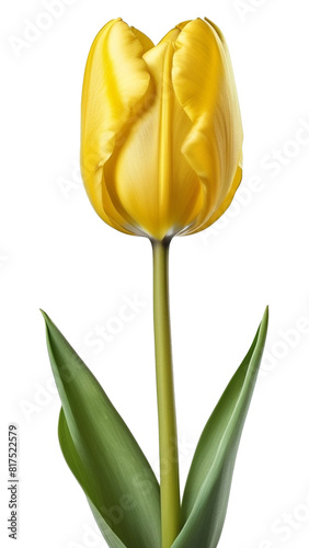 Yellow tulip png transparent background, generative ai