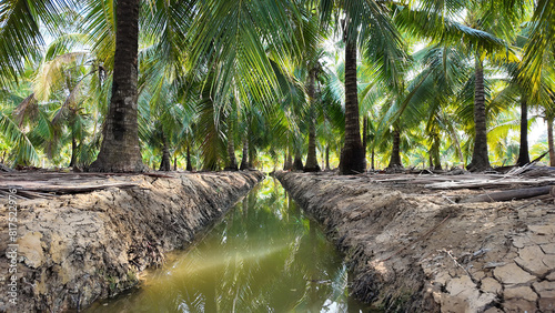 Coconut tree field at Ben Tre, Mekong Delta, Viet nam in hot season, drought,dried soil but ditch system as water source,irrigation water for plant palm trees