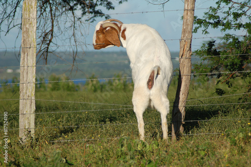 Boer goat leaning on the barbed wire fence, trying to cross to the other farm pasture photo