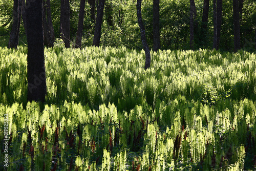 It is a lot of fresh young leaves of ferns of a bizzare shape. From light to a shadow in the spring evening.Nearby alder trees.