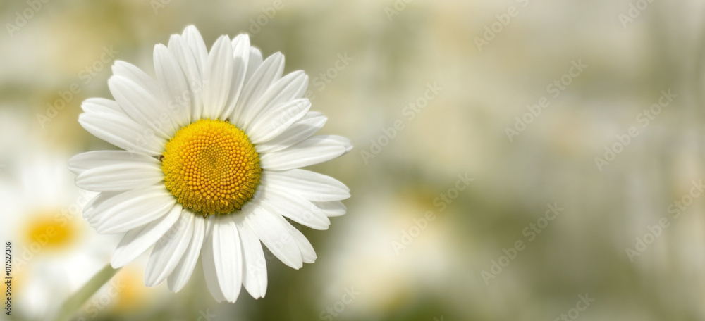 Fototapeta premium White daisy closed up in garden on blurred background