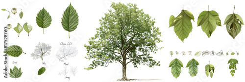 Detailed Visual Identification Guide of the Wych Elm Tree and Its Distinguishing Features