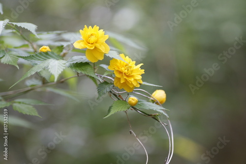 ヤマブキ　山吹