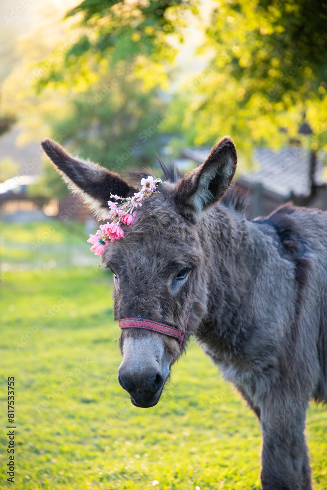 Fototapeta premium Donkey with a wreath of flowers on its head