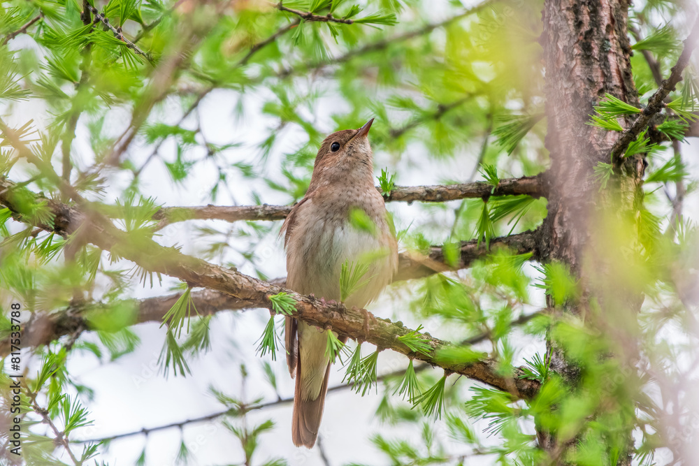 Thrush Nightingale, Luscinia luscinia. A bird sits on a tree branch and sings Thrush Nightingale, Luscinia luscinia. A bird sits on a tree branch and sings