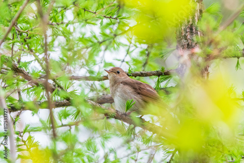 Thrush Nightingale, Luscinia luscinia. A bird sits on a tree branch and sings photo