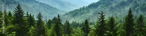 Healthy green trees in a forest of old spruce  fir and pine. landscape 