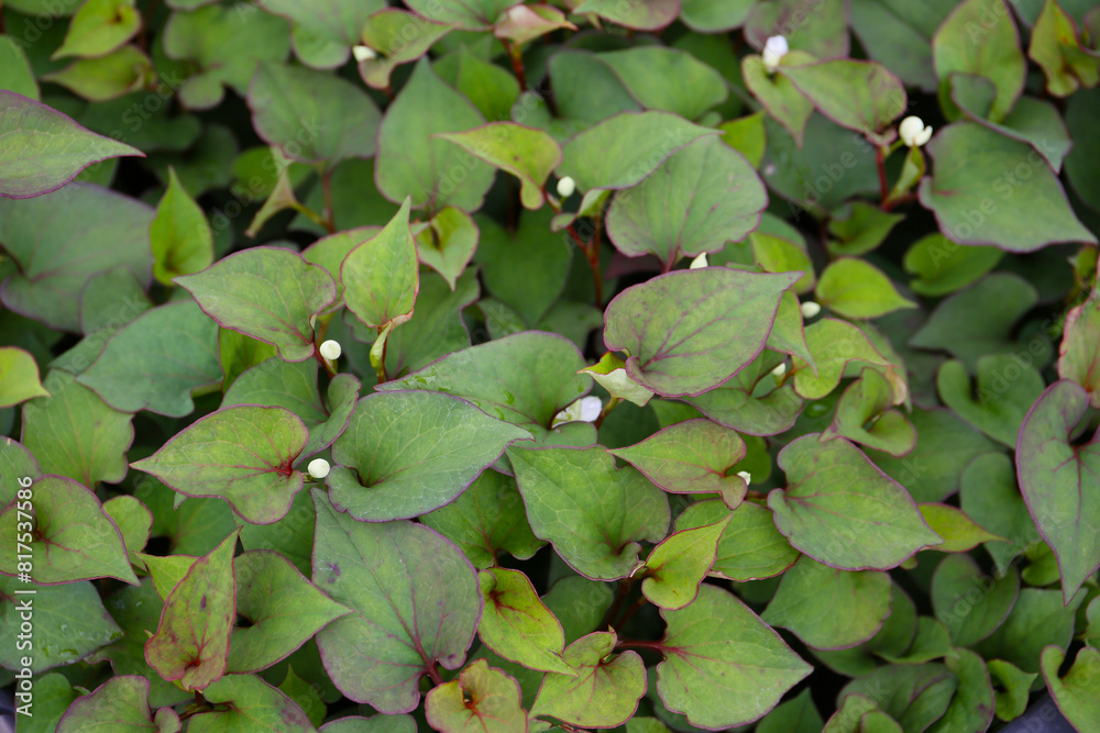 botanical background of houttuynia plant botanical background of houttuynia plant