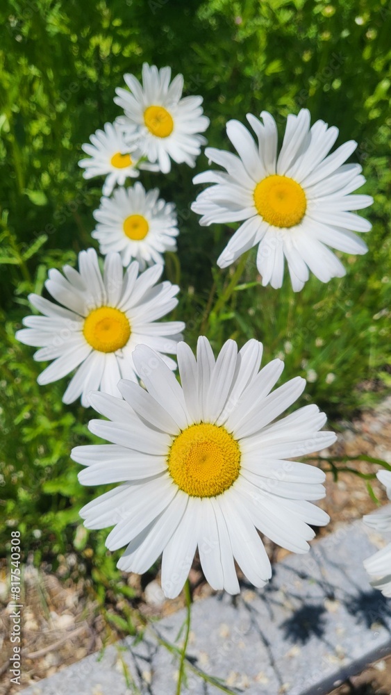 Obraz premium flower in the garden nature