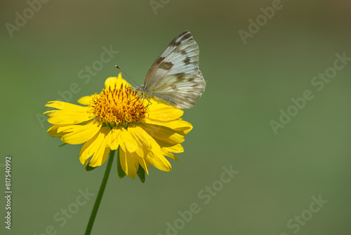 Checkered White (Pontia protodice) butterfly feeding on Golden Crownbeard flower in the garden. Natural green background with copy space. © leekris