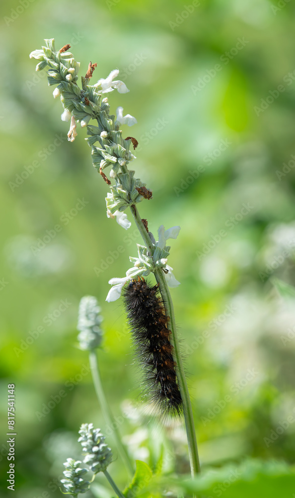 The caterpillar of a Salt Marsh Moth (Estigmene acrea) feeding on Salvia flowers