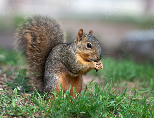 Cute, young Eastern Fox squirrel (Sciurus niger) eating bird seeds in the garden © leekris